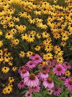 Brown-Eyed Susans and Purple Cone Flowers.jpg